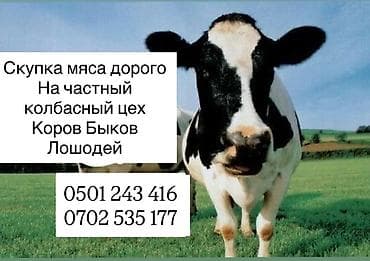 корм для домашних животных: Частное лицо : Коровы, быки, | На забой, на мясо — 1