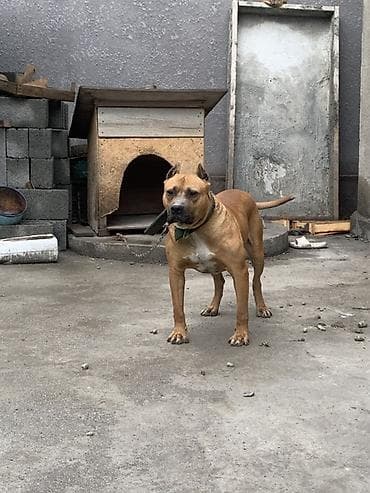 курцхаар щенок: Боксёр, 3 года, Самец, С прививкой — 2