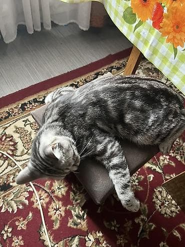 пародистый кошка: Британская короткошёрстная, 2 года, Мальчик, Приучена к лотку — 3