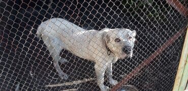 собака охотничий: Алабай, 3 жаш, Ургаачы, Эмделген — 1