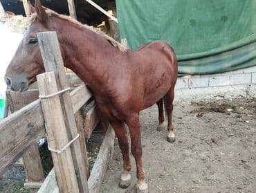 кошка домик: Продаю | Кобыла (самка), Жеребец | Рабочий — 2