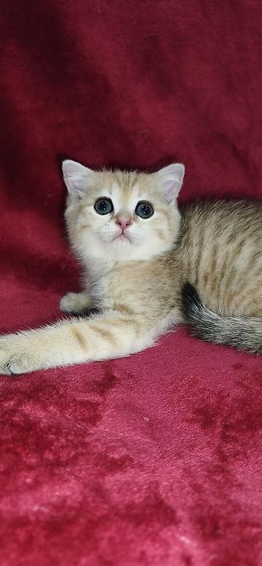 кошка персидская шиншилла: Скотиш Страйт (Шотландская прямоухая), 2 месяца, Мальчик, Золотая шиншилла — 5
