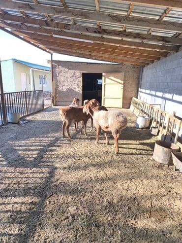 бычок телка: Продаю | Ягненок | Арашан | Для разведения | Ярка — 2
