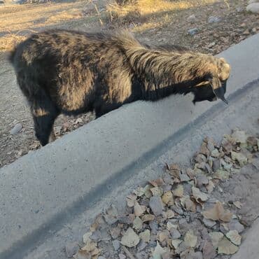 отдам котят в добрые руки бишкек: Продоем козлят улактар возраст 7 мес.цена10тыс .на выпасе — 8