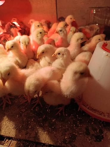 перья: Продаю | Цыплята | Бройлерная | На забой — 5
