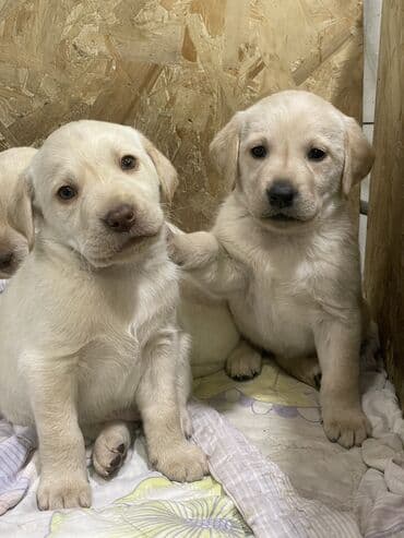 Лабрадор-ретривер, 2 месяца, Самка, С прививкой