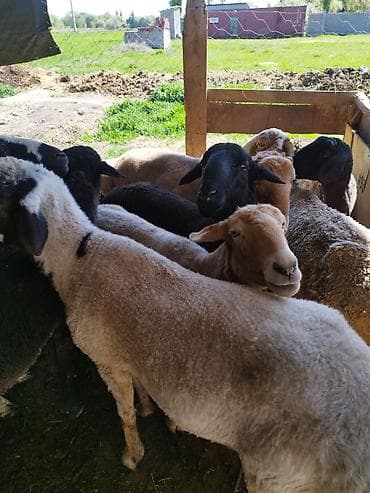 ежик живой: Продаю | Овца (самка) | Для разведения | Матка — 5