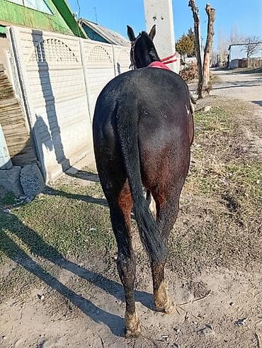 коный спорт: Продаю | Жеребец | Конный спорт — 9