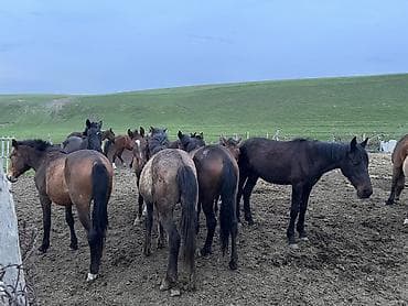 конь рабочий: Продаю | Кобыла (самка), Конь (самец), Жеребец | Полукровка | Для разведения — 2