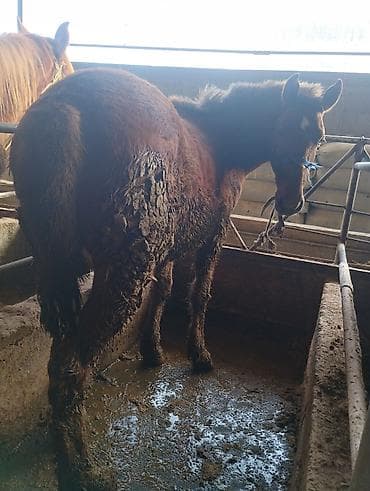 жылкынын эти сатылат: Сатам | Байтал | Союуга — 6