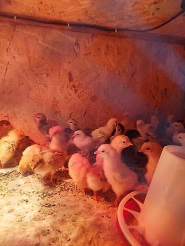 сколько стоит попугай какаду цена: Продаются цыплята,парода смешаннаякуры все мясояичного — 2