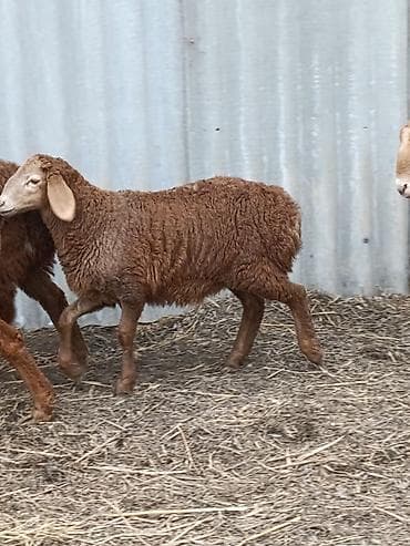 ыссык куле: Сатам | Козу, Кочкор (эркек) | Арашан | Союуга, Көбөйтүү үчүн, Жүн үчүн | Токту — 9