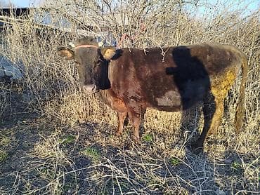 телка корова: Продаю | Корова (самка) | Для молока | Привязанные — 1