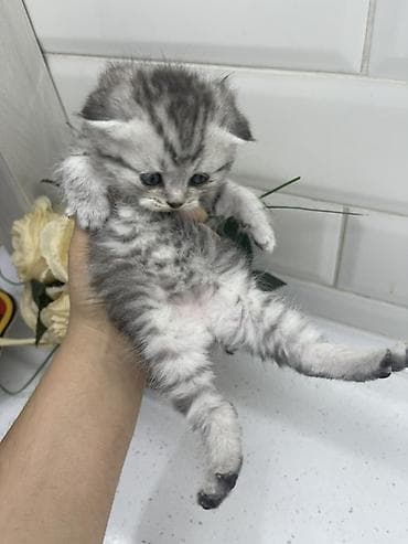 Вязка кошек: Шотландские котята (скоттиш-фолд/страйт) серебристого табби и — 1
