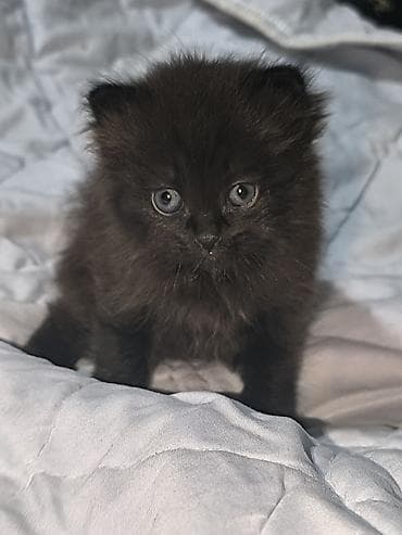 scottish fold: Скотиш Фолд (Шотландская вислоухая), 1 месяц, Мальчик, Приучена к лотку — 5