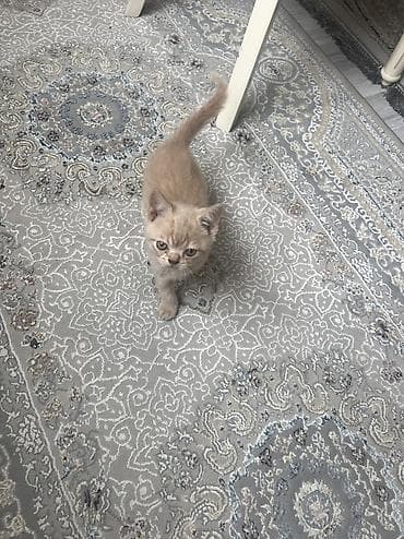 продам вислоухих котят: Британская короткошёрстная, 2 месяца, Мальчик, Рыжий, Приучена к лотку — 4