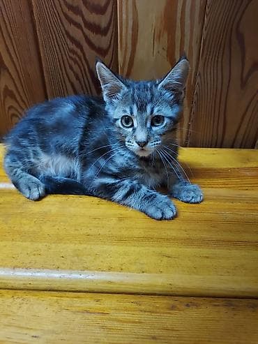 кошки мейн кун: Мейн-кун, 3 месяца, Мальчик, Серый, Приучена к лотку — 4