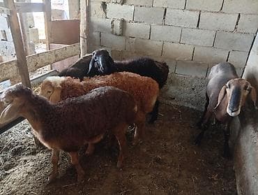 Продаю | Овца (самка) | На забой | Матка at lalafo.kg Продаю | Овца (самка) | На забой | Матка