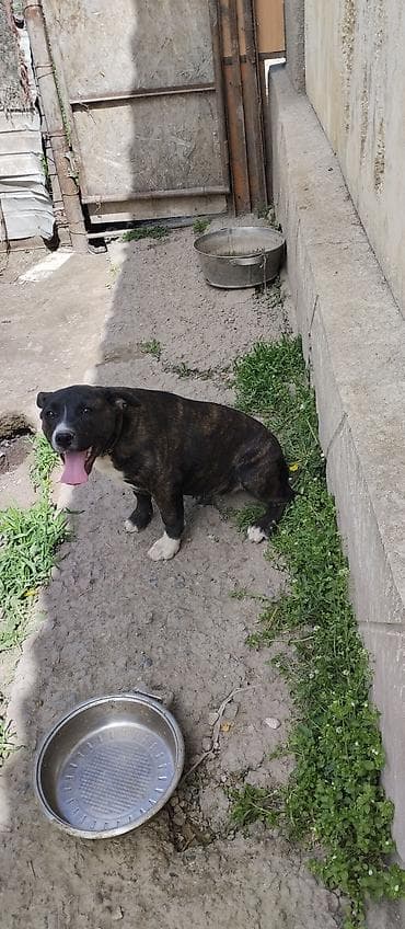 Собака средних размеров с тигровым окрасом (бриндл), белыми носочками