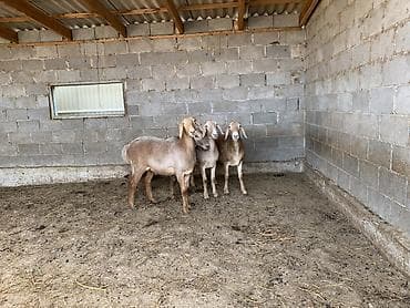 ниппельная поилка для кур: Продаю | Овца (самка) | Для разведения | Матка — 3