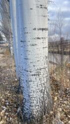 земля ивановка: Продаются тополя. Местонахождение с. Барскоон, Джети-Огузский район — 3