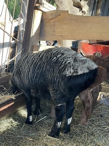 яйцо страуса: Продаю | Овца (самка), Ягненок | Арашан | Для разведения | Ярка — 6