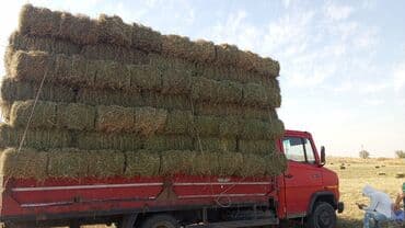 продажа щенков немецкой овчарки с документами в бишкеке: Сено в тюках (прямоугольные кипы) - Упаковано в плотные прямоугольные — 1