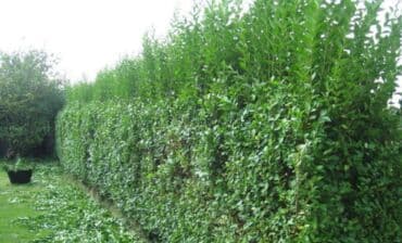 Бала бакчалар, бала багуучулар: Садовник! Готовим Сад к Зиме! Обработка и обрезка Сада Уборка — 2