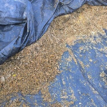 продажа щенков немецкой овчарки с документами в бишкеке: Силос с доставкой — 3