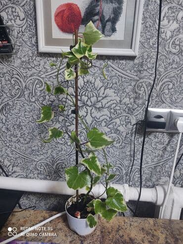 ель голубая цена: Продаю по 300 сом — 16