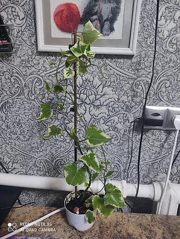 Упаковочные товары: Продаю диффенбахии. Диффенбахия чистит воздух, помогая удалять из — 10