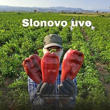 цветы саженцы: Семена овощей: Перцы — 4