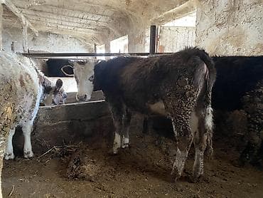 Кошки: Продаю | Корова (самка), Тёлка — 5