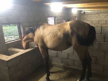продаю лошать: Продаю | Кобыла (самка) | Английская | Конный спорт | Племенные — 1