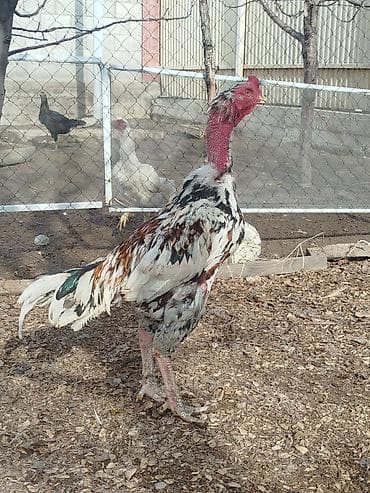 byd в рассрочку бишкек: Электровелосипед, Б/у — 5