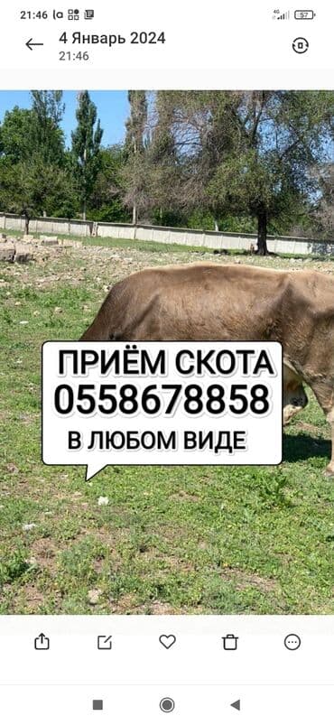 объявления о найденных животных: Сатып алам | Уйлар, букалар, Жылкылар, аттар, Башка а/ч жаныбарлары | Күнү-түнү, Бардык шартта, Союлган — 1