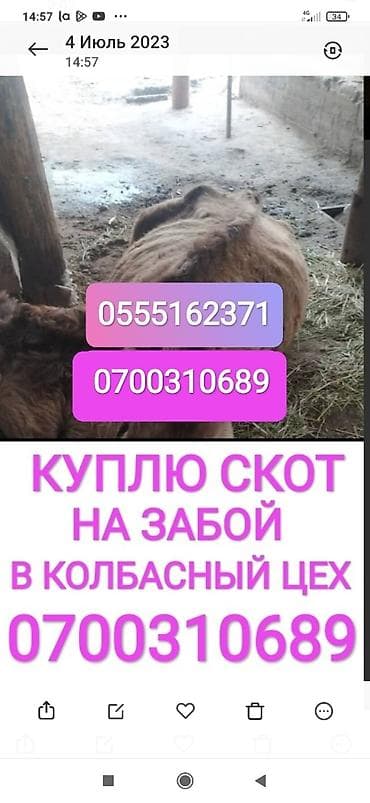 Куплю | Коровы, быки, Лошади, кони | Круглосуточно, Любое состояние, Забитый at lalafo.kg Куплю | Коровы, быки, Лошади, кони | Круглосуточно, Любое состояние, Забитый