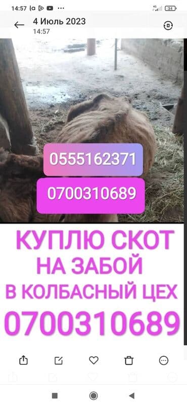 разведение сельскохозяйственных животных: Куплю | Коровы, быки, Лошади, кони | Круглосуточно, Любое состояние, Забитый — 1