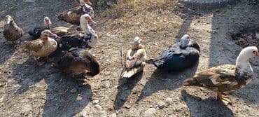 продаю в связи с переездом: Срочно продается индоутки — 6