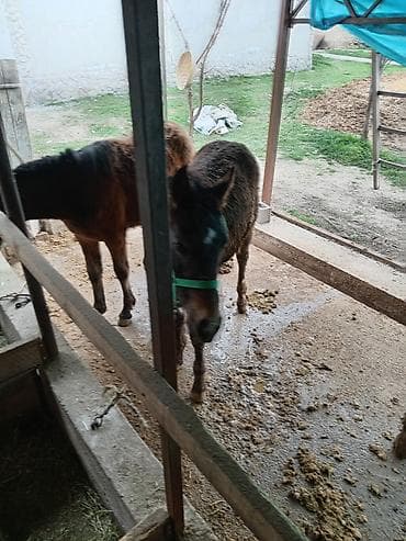 американский рысак: Продаю | Жеребенок | Для разведения — 7