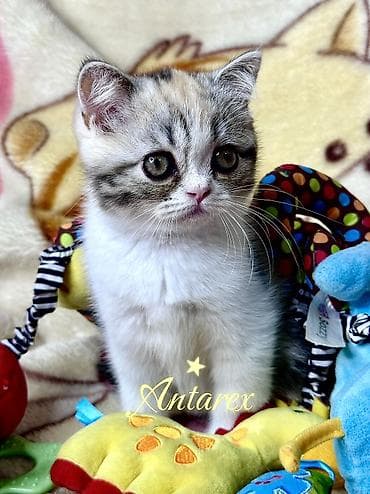 scottish fold: Скоттиш-страйт. Настоящие шотландские котята. Родители из России и — 7
