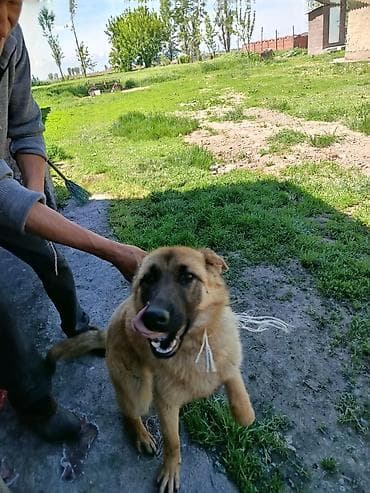 такса щенок цена: Немецкая овчарка, юниорного возраста, рыже-рыжий окрас с чёрной — 2