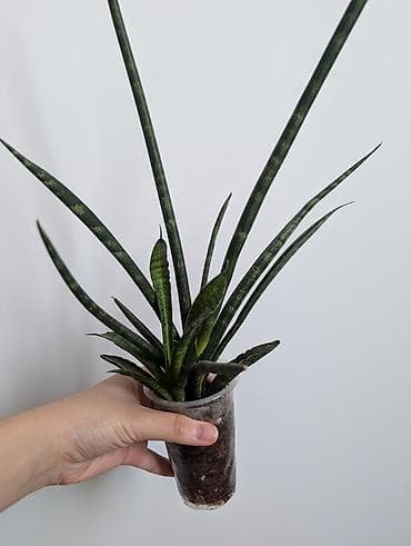 монстера альба цена: В продаже комнатные растения в г. Бишкек. 1) Сансевьерия сортовая - — 3