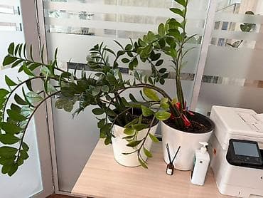 Комнатные растения: Замиокулькас (Zamioculcas zamiifolia) в горшке. - Крупное — 1