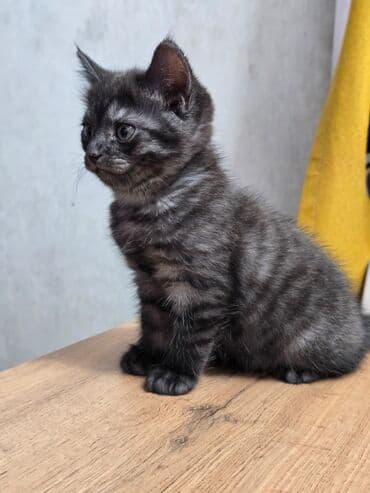 продаю тюк: Продаются котята шотланской породы — 6