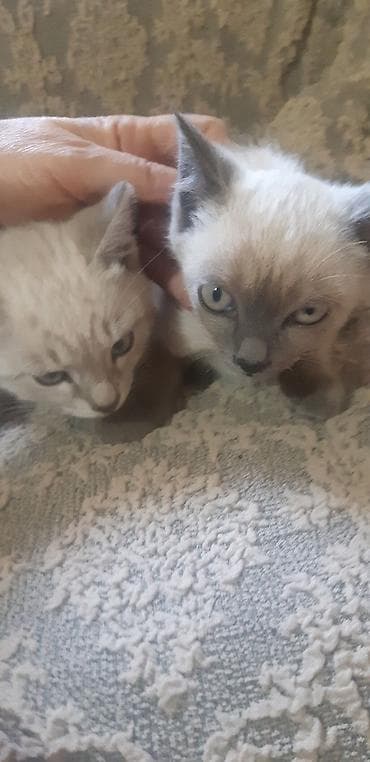 Отдам котят в добрые руки, мальчик и девочка