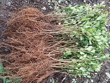 Саженцы самшита около тысячи осталось