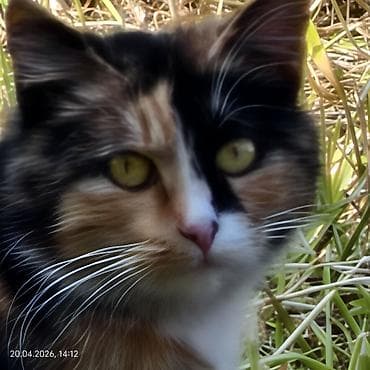 redmi 12pro: Vivo X300, Новый, 256 ГБ, цвет - Белый, 2 SIM — 6