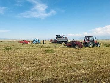 семена редьки маргеланская: Семена кормовых растений: Эспарцет, Самовывоз — 3