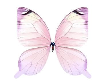 летние: Продаю бабочки летающие на пульте, отличный вариант для выступлений, и — 10